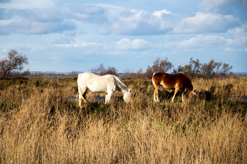 Chevaux sauvages paissant sur l'herbe dans les marais de Camargue (PACA, France)