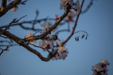 Early spring apricot flower blossom and a hard working bumblebee pollinating it.