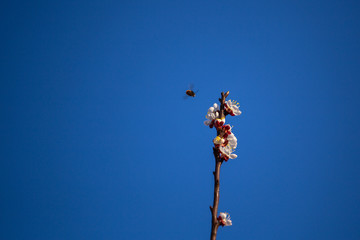 Early spring apricot flower blossom and a hard working bee ready to pollinating it.