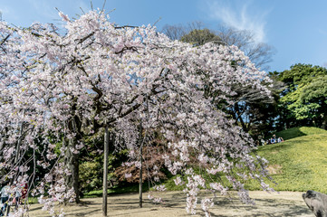 東京都文京区後楽園の日本庭園の満開のしだれ桜と青空