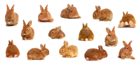 Collage with adorable fluffy Easter bunnies on white background