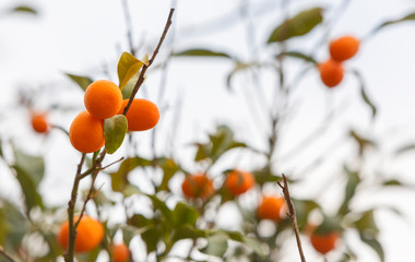 Kumquat fruit tree in home garden