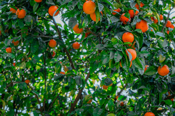 oranges on tree