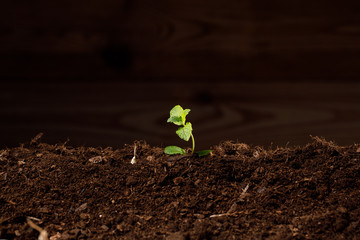 planting seeds and flowers in the soil, spring work in the garden, Gardening , seeds and soil on wooden table