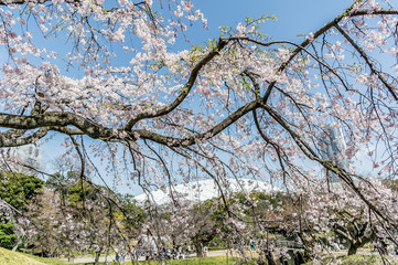Fototapeta premium 東京都文京区後楽園の日本庭園の満開のしだれ桜