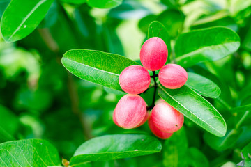 Carissa 's pink fruit (Carissa carandas)