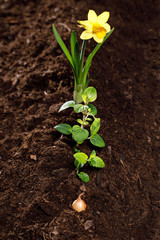 planting seeds and flowers in the soil, spring work in the garden, Gardening , seeds and soil on wooden table