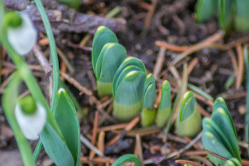 Fototapeta na wymiar First spring flowers are starting to grow, nature background, close-up of plants in the garden
