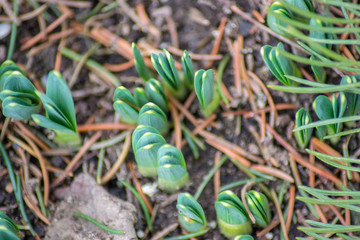 First spring flowers are starting to grow, nature background, close-up of plants in the garden