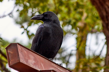 Big crow on a branch in autumn