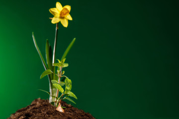 planting seeds and flowers in the soil, spring work in the garden, Gardening , seeds and soil on wooden table