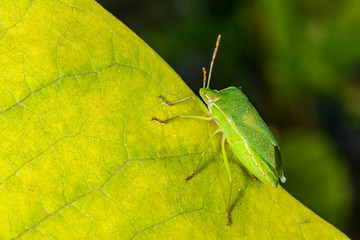 Green Stink bug Camouflaged On A Leaf 