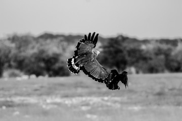 affriacn harrier hawk fight with a black raven black and white