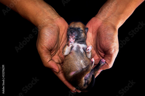 Fototapete Close Up Of A Newborn Shiba Inu Puppy Japanese Shiba Inu Dog Beautiful Shiba Inu Baby Color Brown 5 Day Old Puppy On Hand Dog On Hands Forming A Heart Shape
