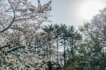 東京都新宿区の公園に咲く満開の桜