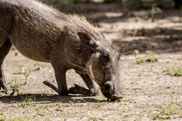 wild boar on its knees eating