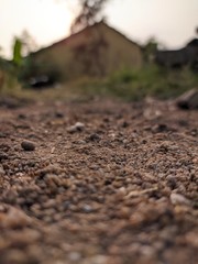 anthill in forest