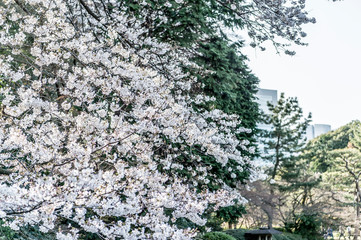 東京都新宿区の日本庭園の満開の桜