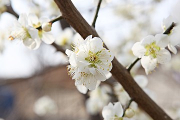 Obraz premium 수봉공원에서찍은매화꽃입니다