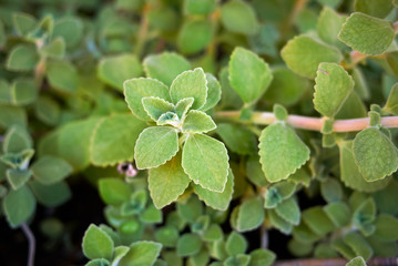 Plectranthus amboinicus