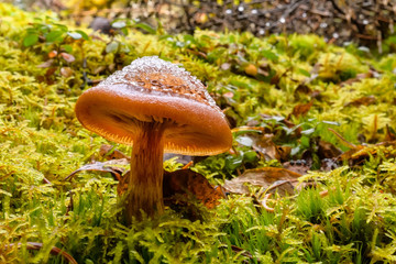 Yellow brown mushrooms in green moss with snow