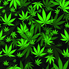 Naklejka na ściany i meble Cannabis leaves pattern, black background, green leaves