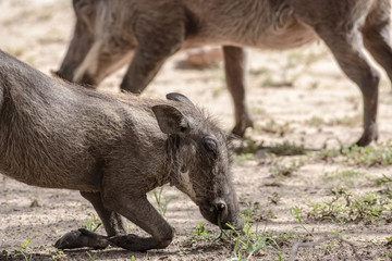 wild boar on its knees eating