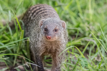 mongoose in the grass portrait
