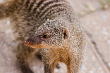 mongoose in the grass portrait