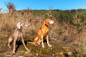Weimaraner and Hungarian Pointer (Vizsla) in the forest. Training of hunting dogs. Spring walk in nature. Morning sun.