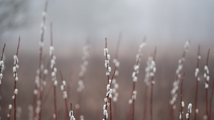 Branches of a budding willow spring background. An early foggy morning