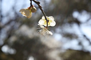 수봉공원에서찍은매화꽃입니다