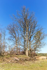 Withered oak trees on the edge of a green meadow. Trees broken by gale. Fallen branches. Morning in the forest.
