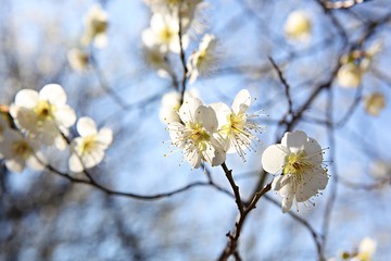 Obraz premium 수봉공원에서찍은매화꽃입니다