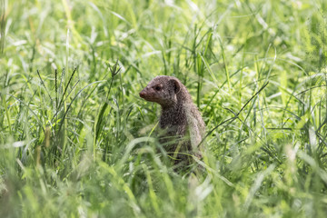 Naklejka na ściany i meble mongoose standing in the grass