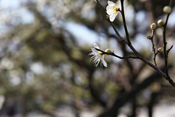 수봉공원에서찍은매화꽃입니다