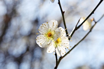수봉공원에서찍은매화꽃입니다