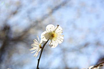 수봉공원에서찍은매화꽃입니다