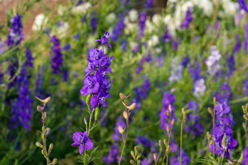 Purple sweet peas flowers. Floral spring background