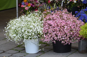 Two large bouquets with small white and pink flowers of Gypsophila elegans, commonly known as showy baby's-breath isolated on white background, beautiful indoor floral background photograph