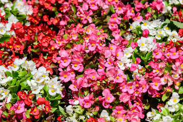 Many small red, pink and white begonia flowers with fresh green leaves in a pot in a garden in a sunny summer day, perennial flowering plants in the family Begoniaceae, vivid floral background
