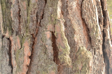 bark of a tree