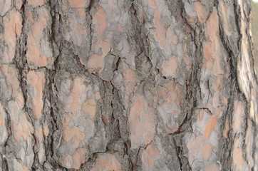 bark of a tree