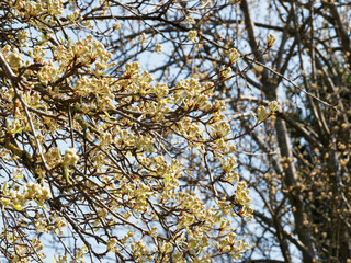 Pyrus communis | Floraison printanière du Poirier commun