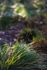 sunny glare on the grass in spring