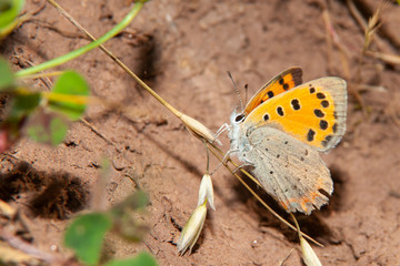 Small heath (Coenonympha pamphilus) is a butterfly species belonging to the family Nymphalidae. Closeup of small heath butterfly .