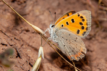 Small heath (Coenonympha pamphilus) is a butterfly species belonging to the family Nymphalidae. Closeup of small heath butterfly .