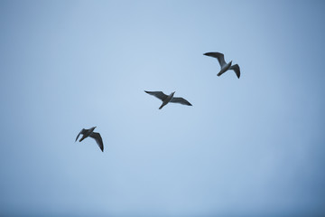 Fototapeta premium Three Seagull Birds Flying - with blue sky background