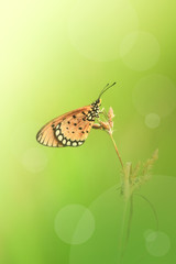 Beautiful butterfly in grass