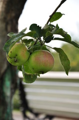 apples on tree